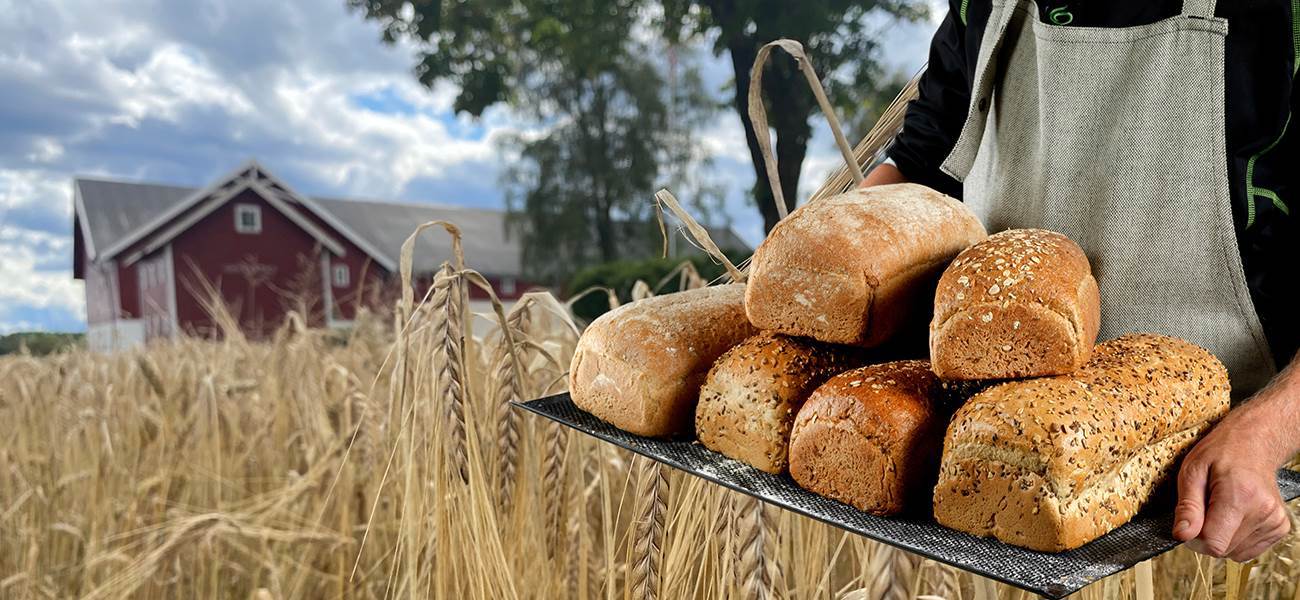 Vi baker våre grovbrød og andre bakervarer hovedsakelig med mel fra norske kornåkre