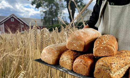 Våre grovbrød bakes i hovedsak med mel fra norske kornåkre